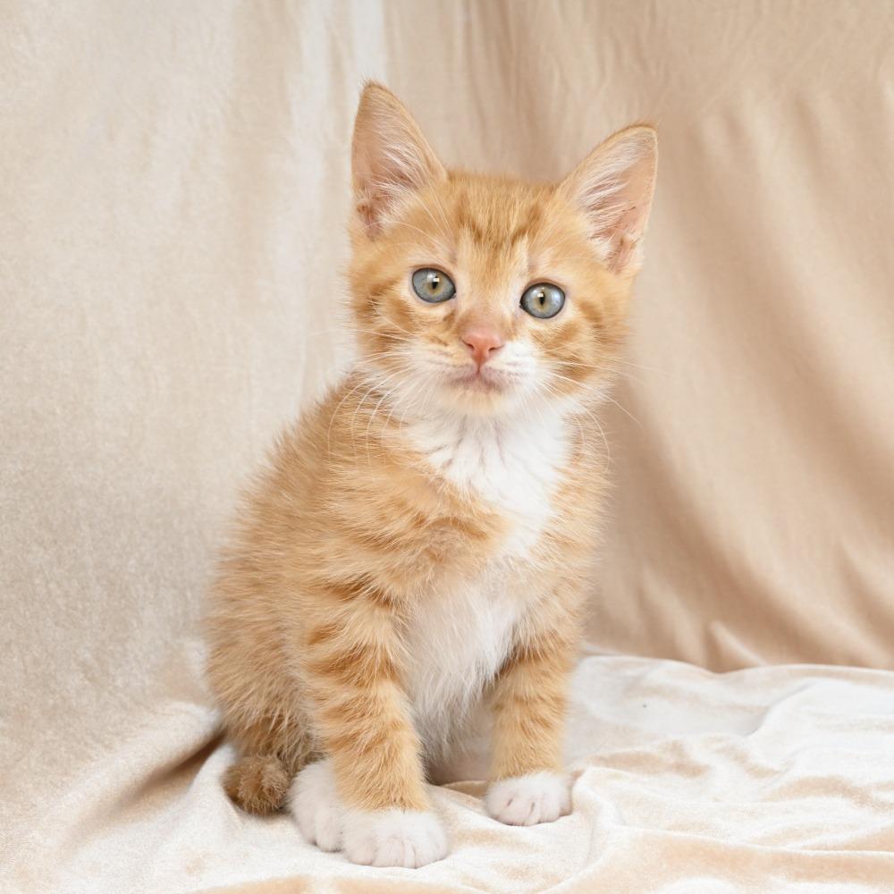 Enlarge Rumble, a Adoptable Domestic Medium Hair in Mobile, AL image 6/6