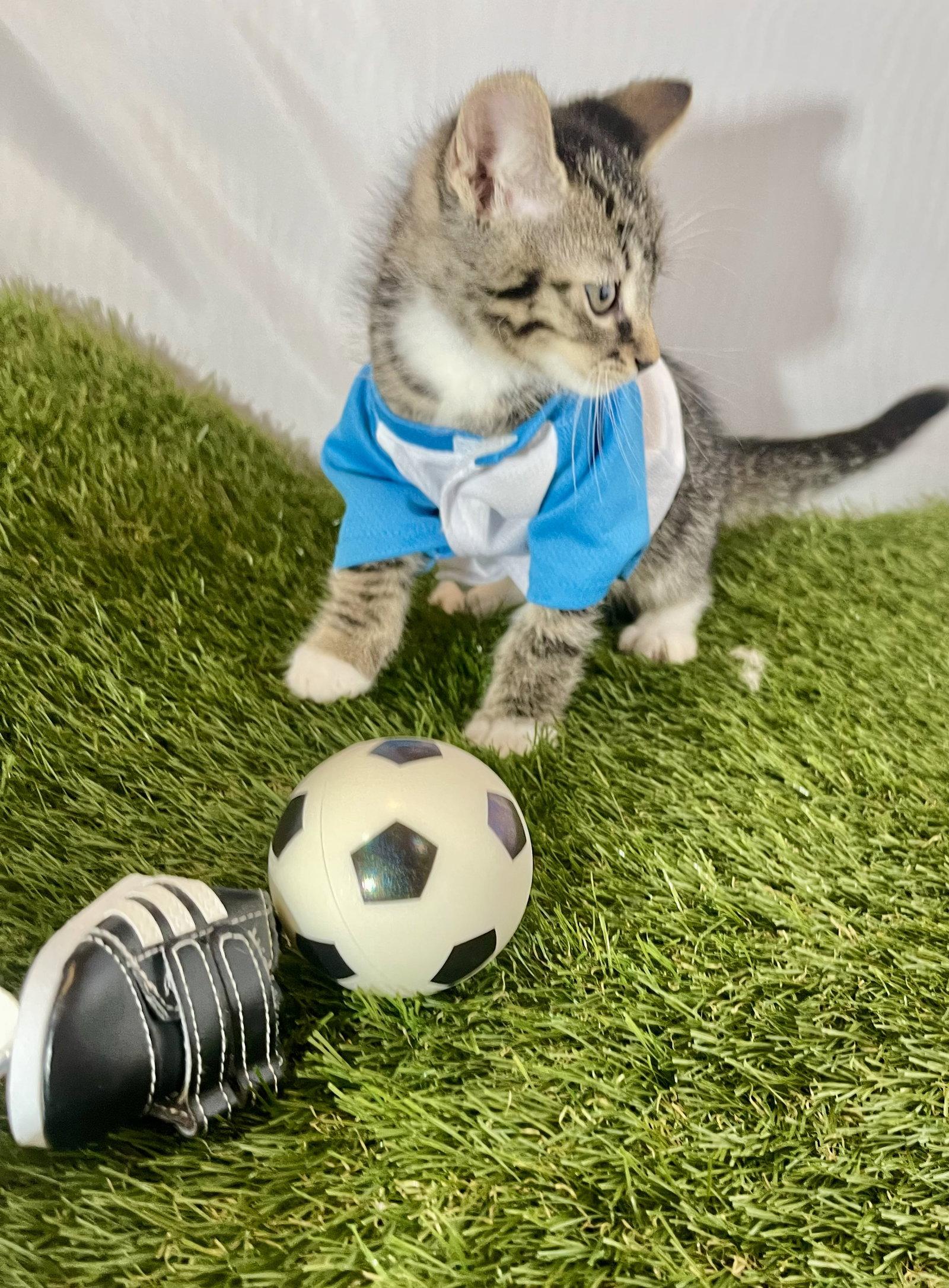 Enlarge Striker, a Adoptable Tabby in Flint Hill, VA image 1/3