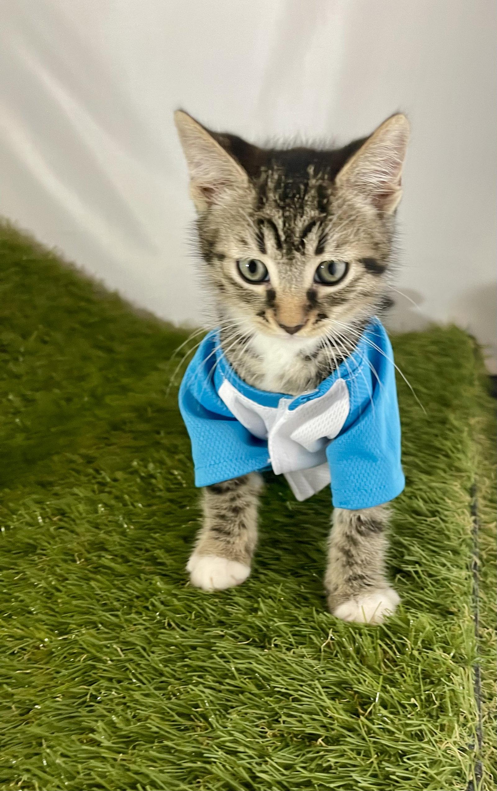 Enlarge Striker, a Adoptable Tabby in Flint Hill, VA image 2/3