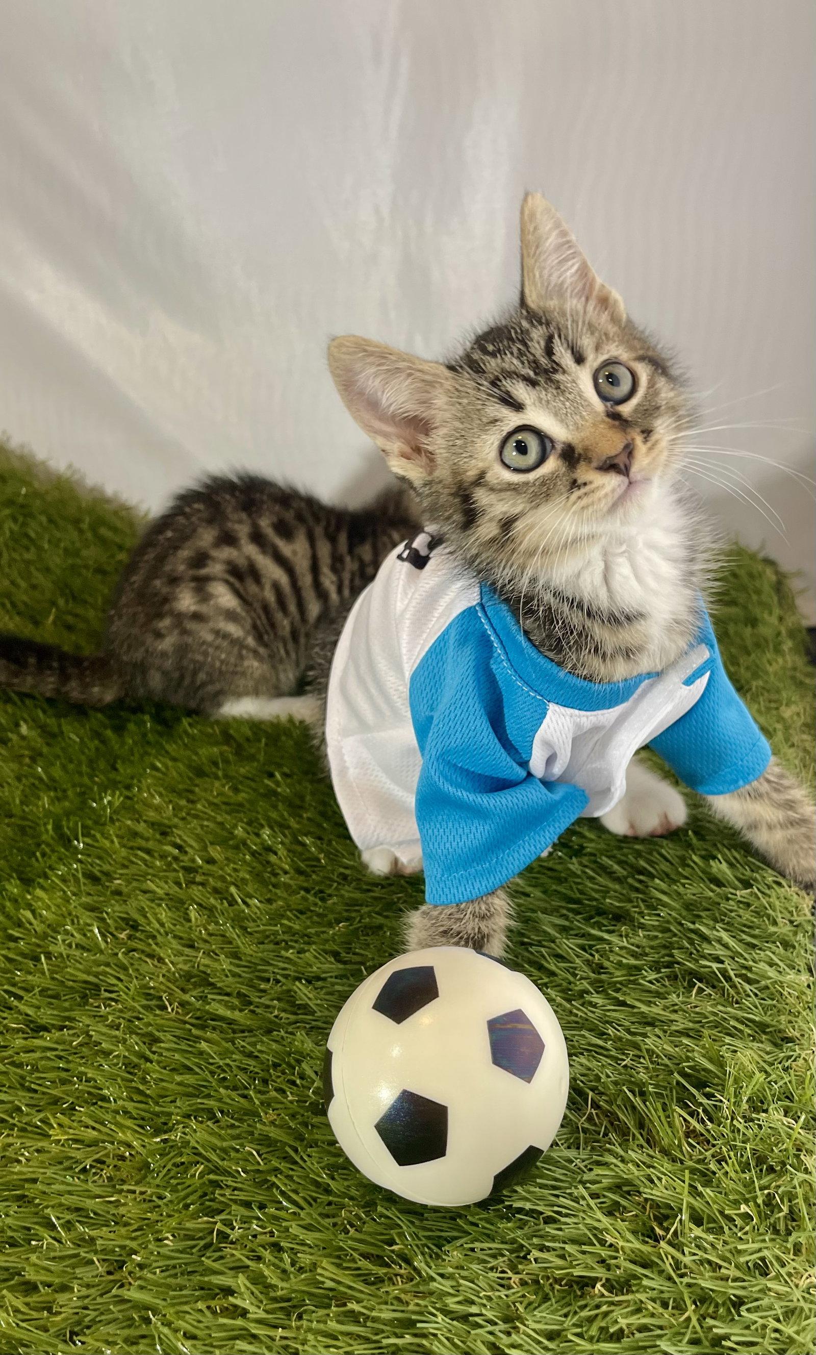 Enlarge Striker, a Adoptable Tabby in Flint Hill, VA image 3/3