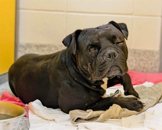 HULK*, Adoptable, Adult Male American Bulldog & Mixed Breed.