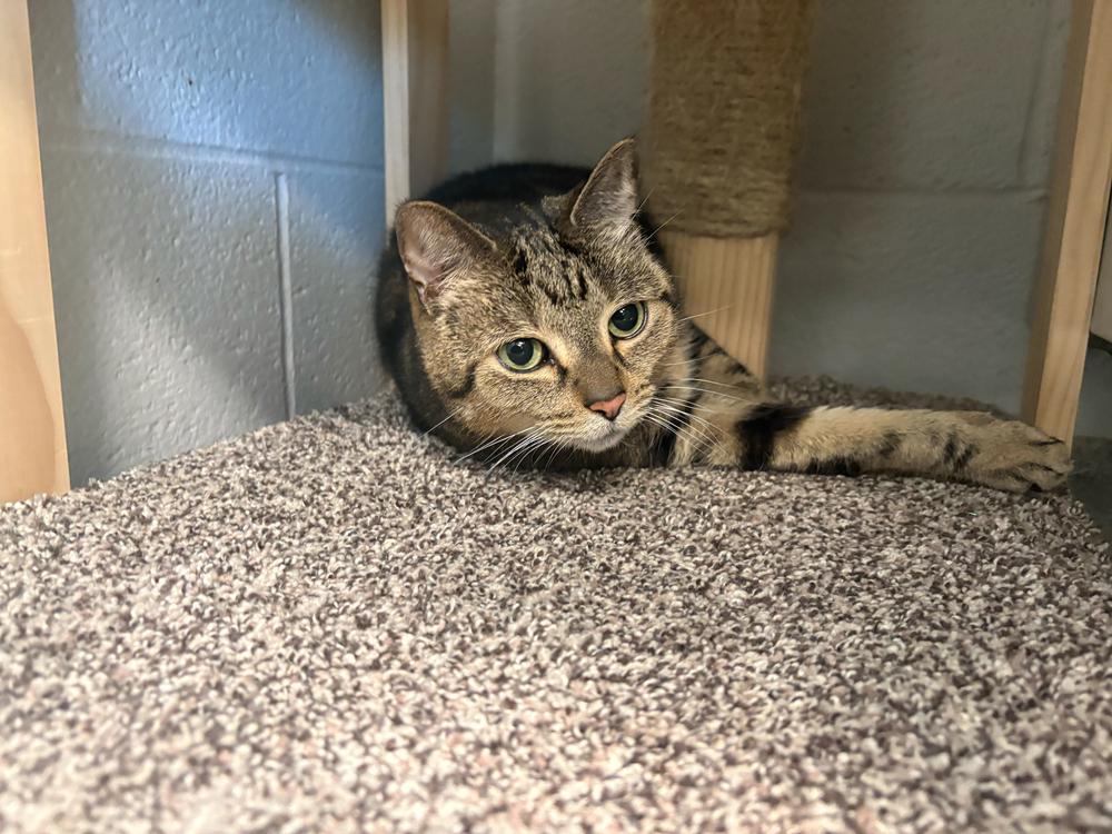 Enlarge Maverick, a Adoptable mixed breed in Bowling Green, OH image 1/2