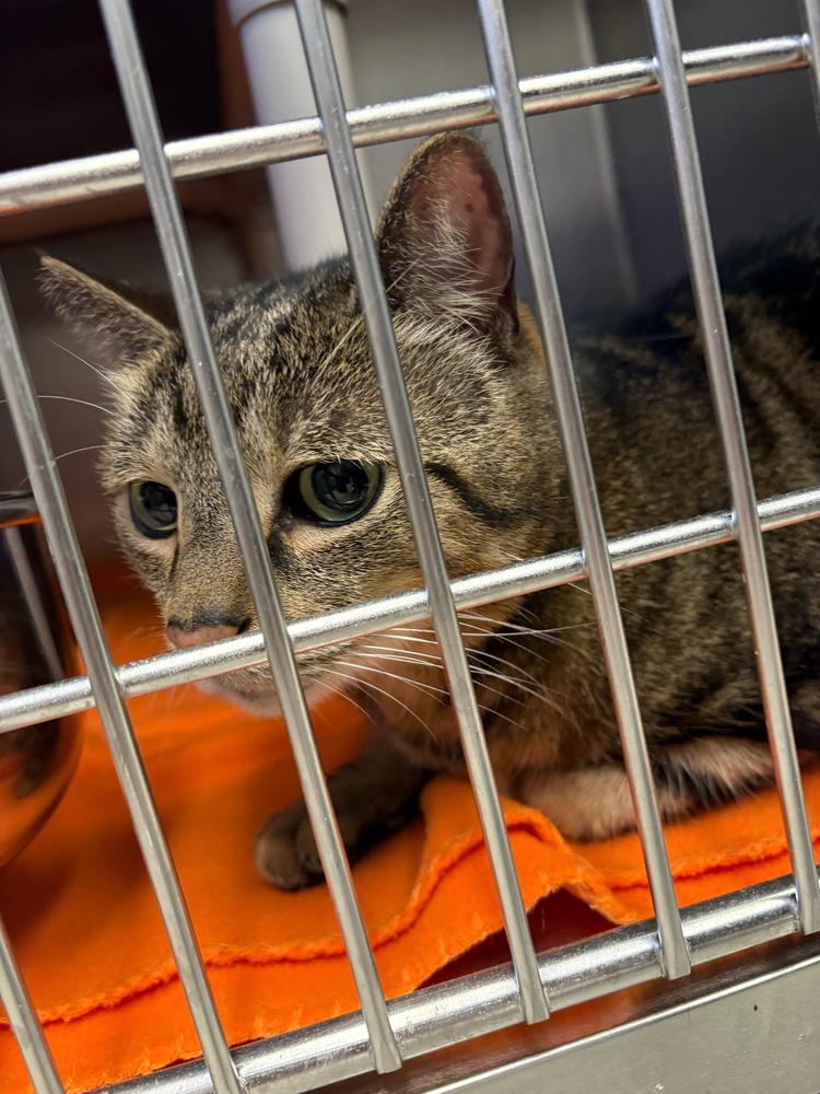 Enlarge Maverick, a Adoptable mixed breed in Bowling Green, OH image 2/2