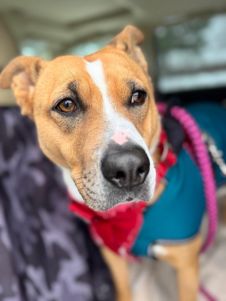Darla, Adoptable, Adult Female Pit Bull Terrier.