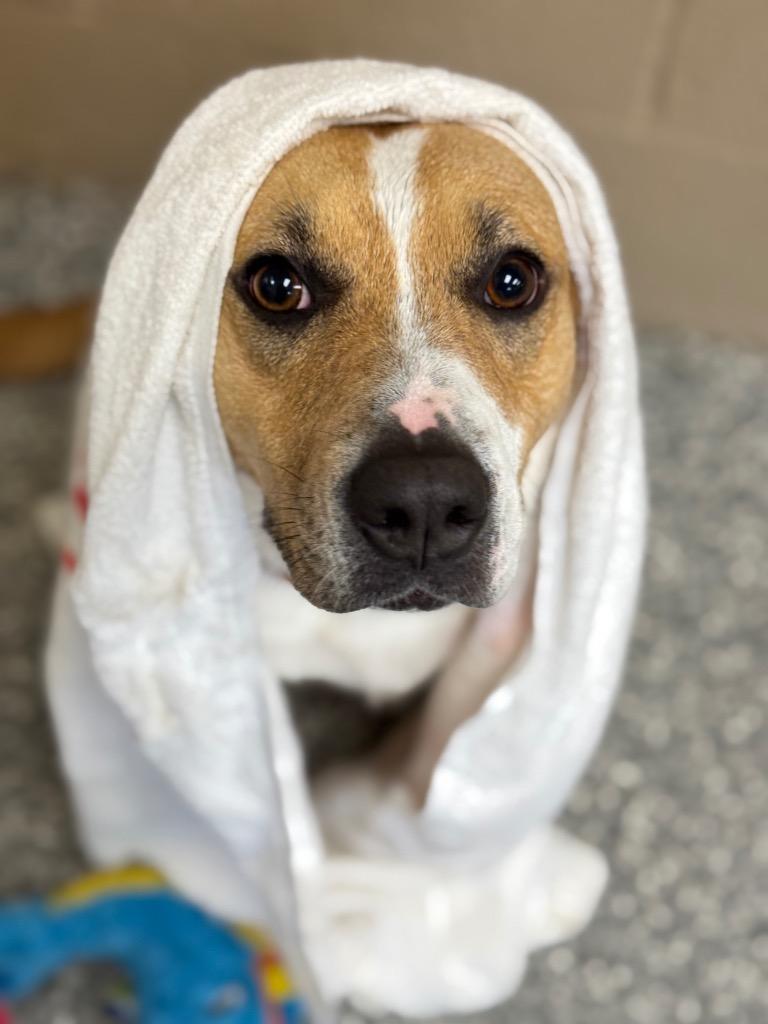 Enlarge Darla, a Adoptable Pit Bull Terrier in Liverpool, NY image 2/6