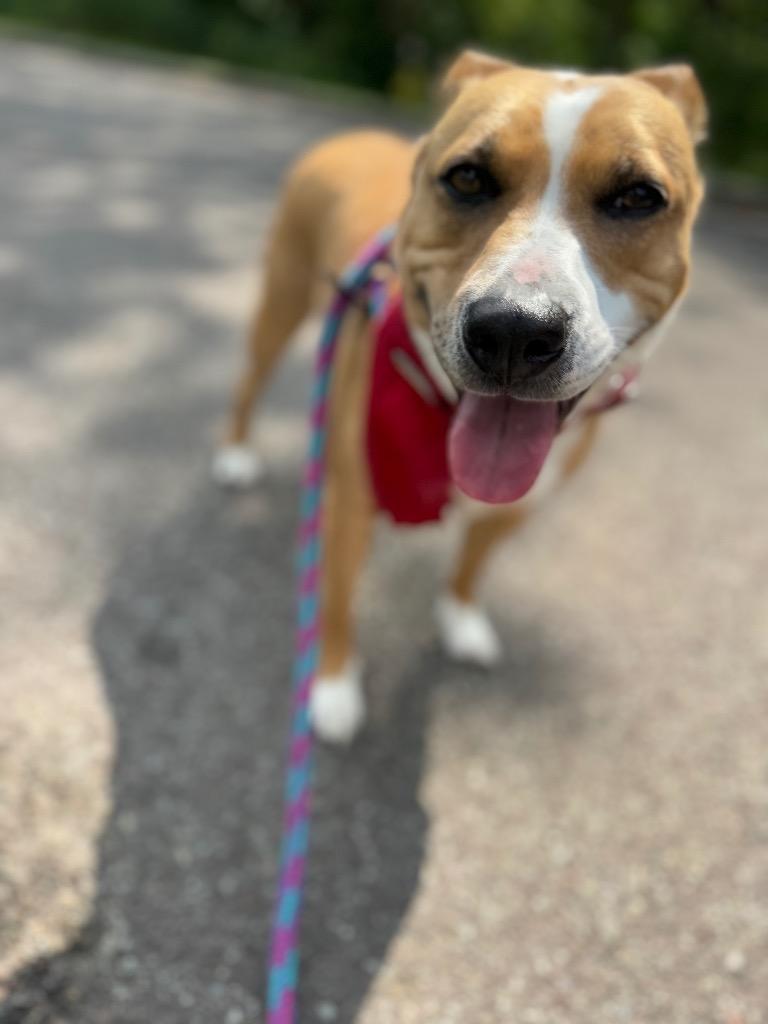 Enlarge Darla, a Adoptable Pit Bull Terrier in Liverpool, NY image 3/6