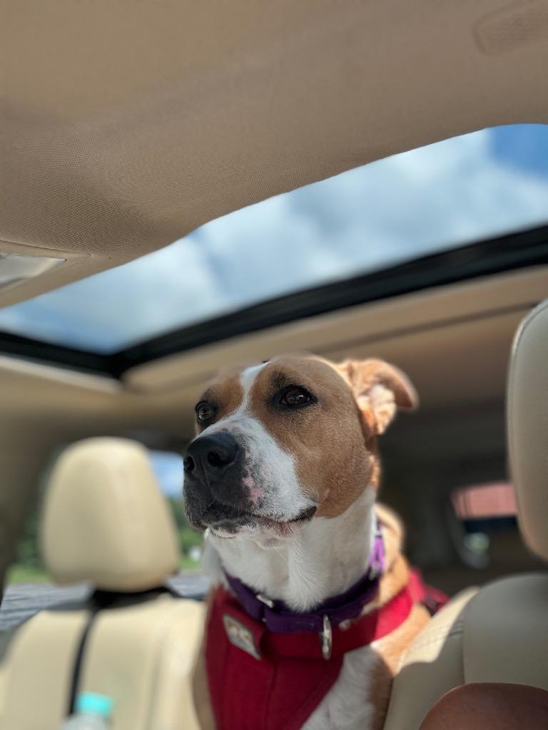 Enlarge Darla, a Adoptable Pit Bull Terrier in Liverpool, NY image 4/6