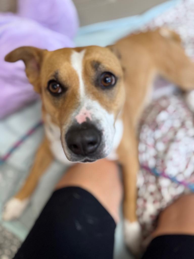 Enlarge Darla, a Adoptable Pit Bull Terrier in Liverpool, NY image 5/6