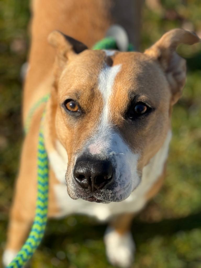 Enlarge Darla, a Adoptable Pit Bull Terrier in Liverpool, NY image 6/6