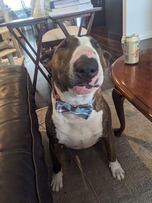 Enlarge Crixus (Courtesy), a Adoptable Bull Terrier in Aurora, CO image 1/3