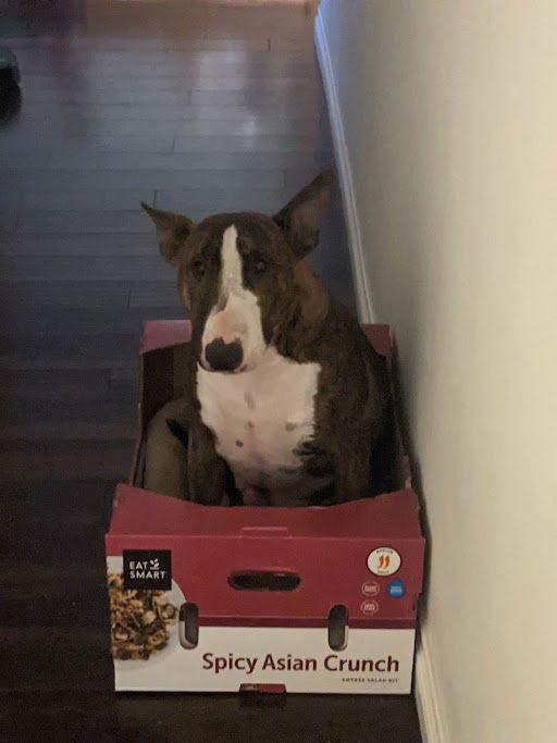 Enlarge Crixus (Courtesy), a Adoptable Bull Terrier in Aurora, CO image 2/3