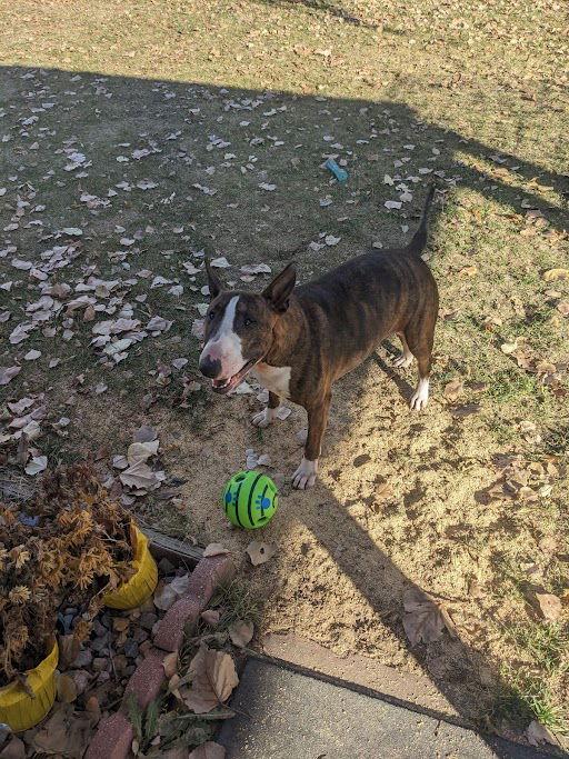 Enlarge Crixus (Courtesy), a Adoptable Bull Terrier in Aurora, CO image 3/3