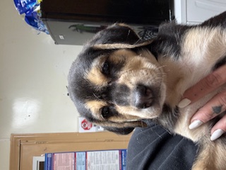 Enlarge Gus, a Adoptable mixed breed in Fairfield Bay, AR image 1/1