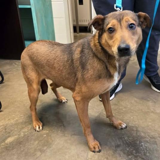 Enlarge Ivy, a Adoptable mixed breed in Enterprise, AL image 2/2