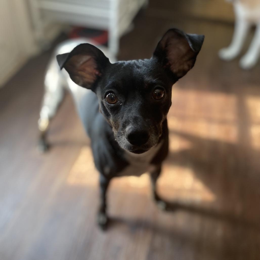 Luna Bell, a Adoptable Miniature Pinscher in Austell, GA image 1/6