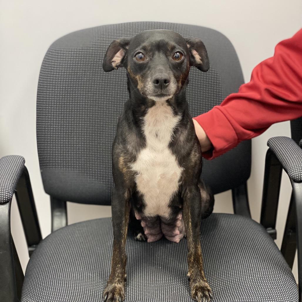 Enlarge Luna Bell, a Adoptable Miniature Pinscher in Austell, GA image 1/5