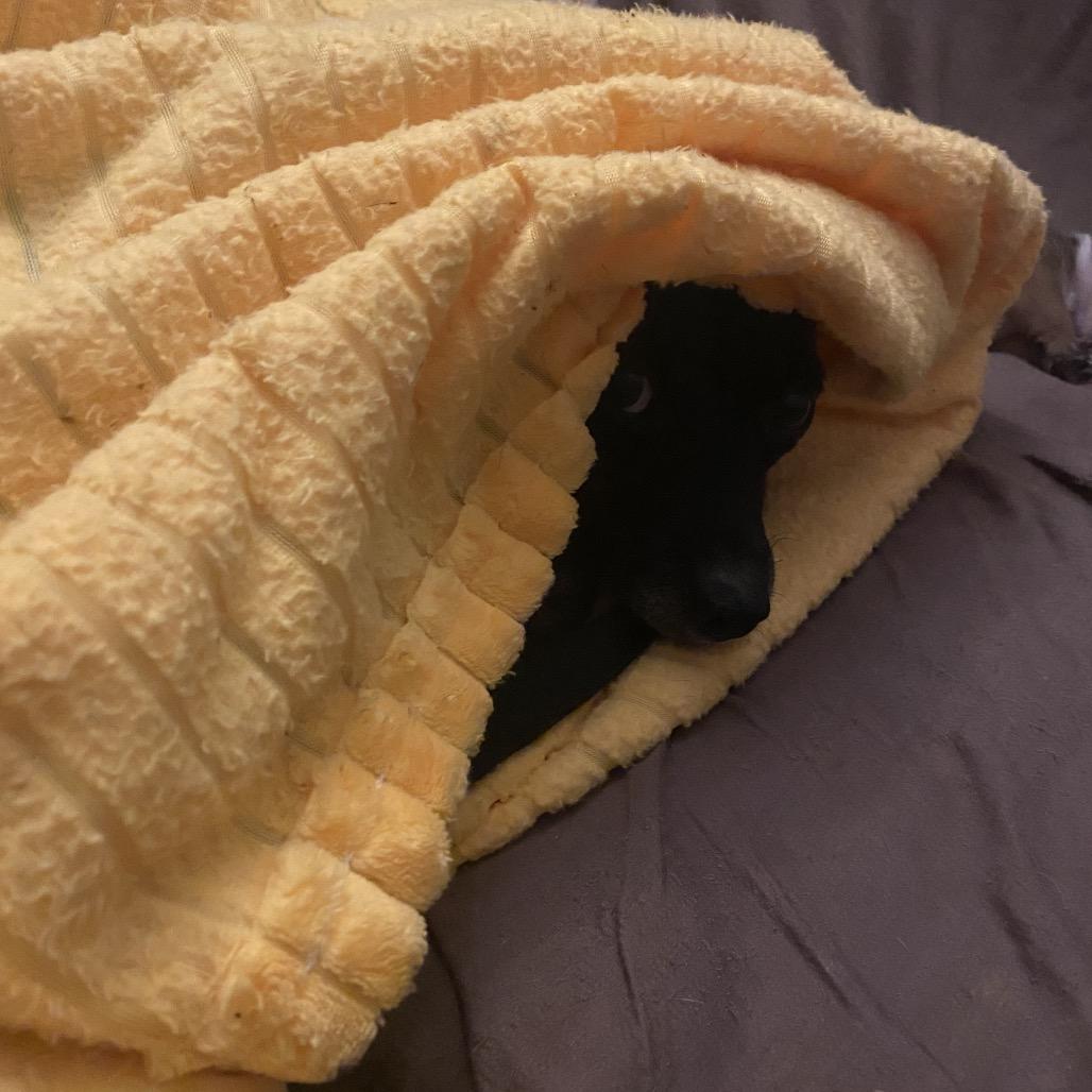 Enlarge Luna Bell, a Adoptable Miniature Pinscher in Austell, GA image 2/5