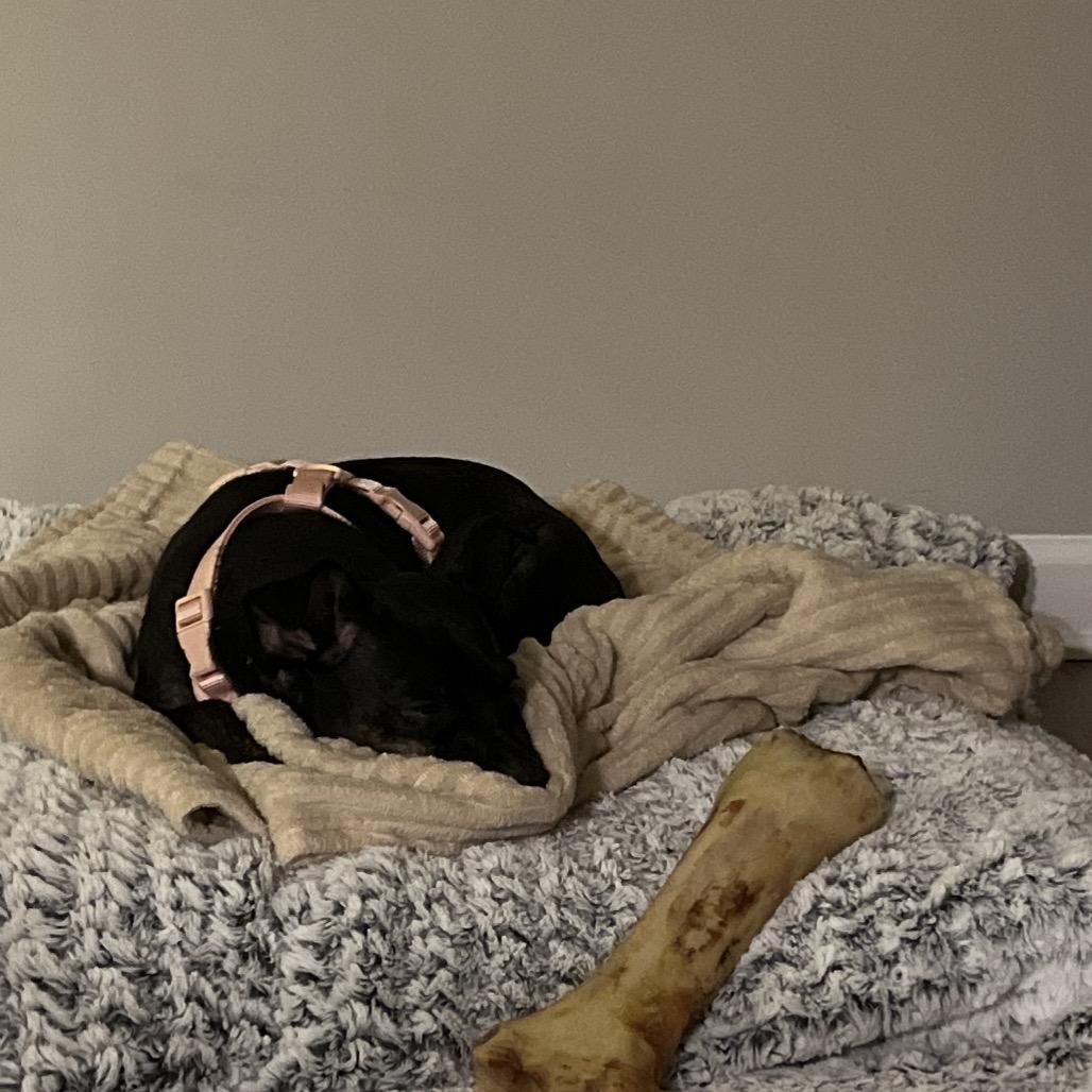 Luna Bell, a Adoptable Miniature Pinscher in Austell, GA image 4/6