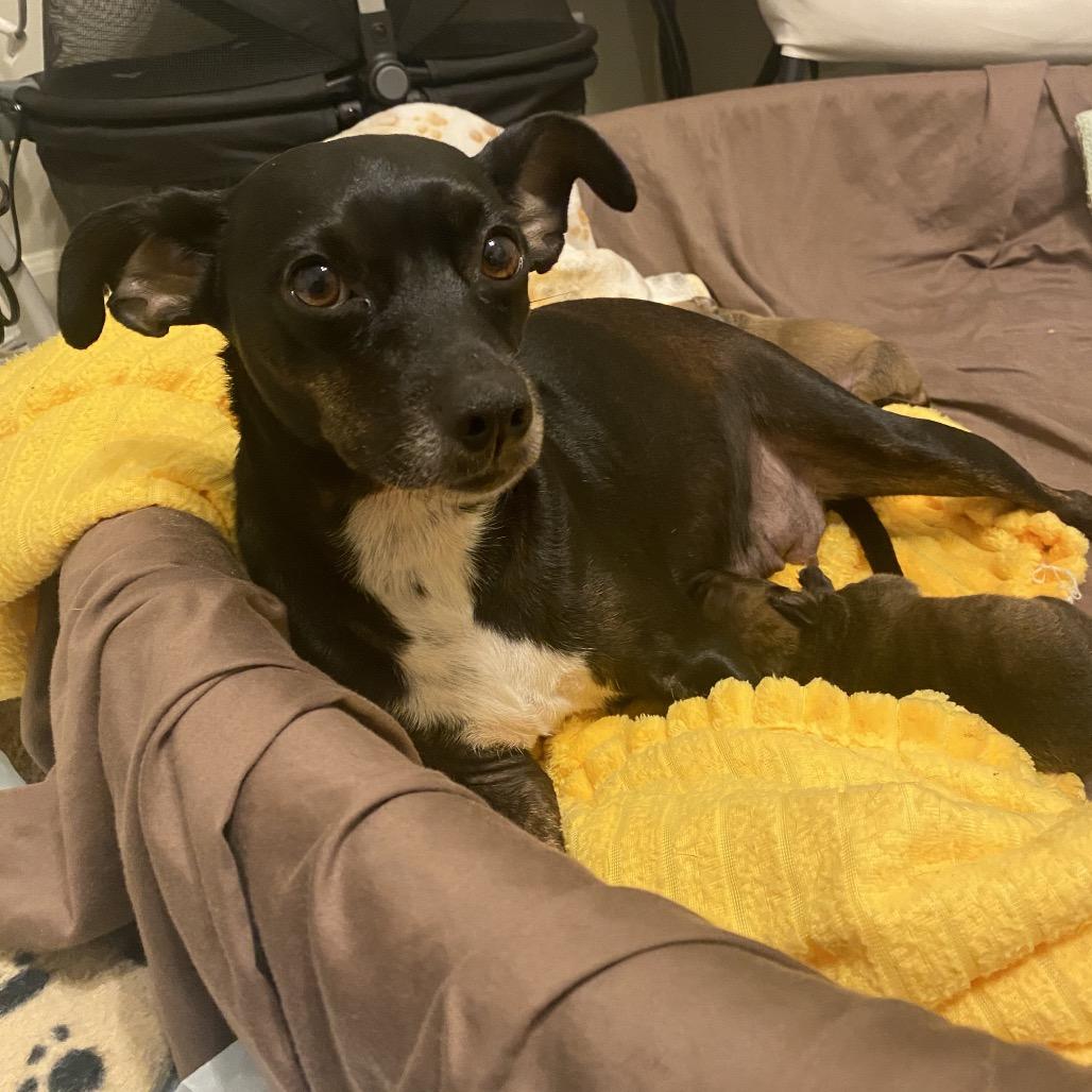 Enlarge Luna Bell, a Adoptable Miniature Pinscher in Austell, GA image 3/5