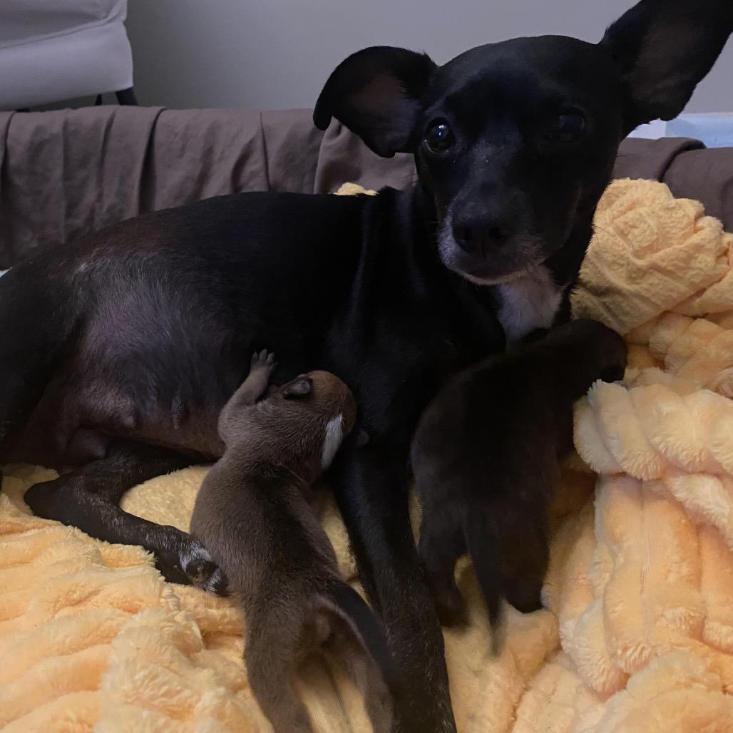 Enlarge Luna Bell, a Adoptable Miniature Pinscher in Austell, GA image 4/5