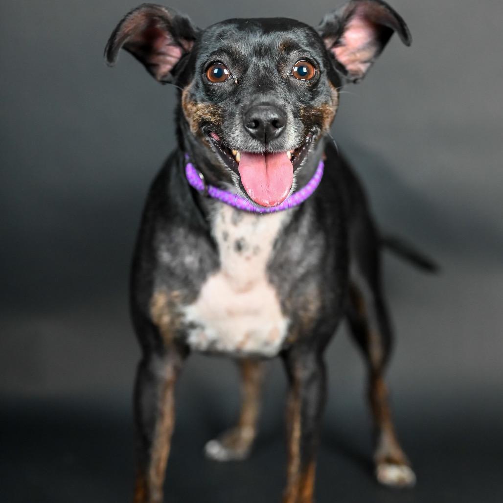 Enlarge Luna Bell, a Adoptable Miniature Pinscher in Austell, GA image 5/6