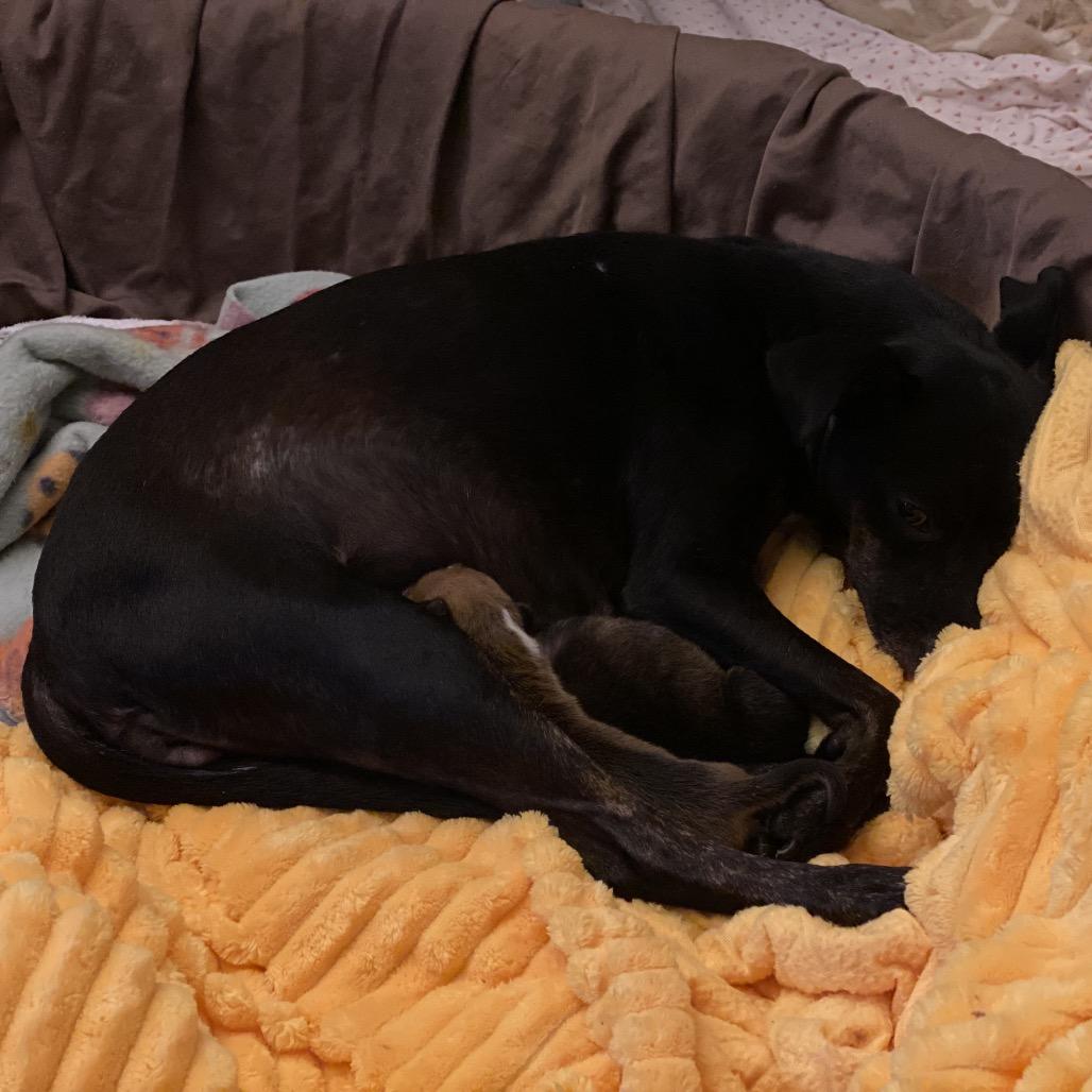 Enlarge Luna Bell, a Adoptable Miniature Pinscher in Austell, GA image 5/5