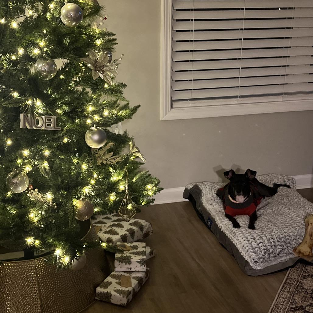 Luna Bell, a Adoptable Miniature Pinscher in Austell, GA image 6/6