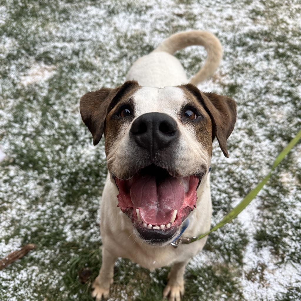 Richard, Adoptable, Senior Male Hound & Mixed Breed.