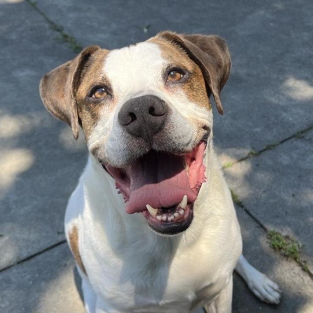 Enlarge Richard, a Adoptable mixed breed in Salt Lake City, UT image 2/6