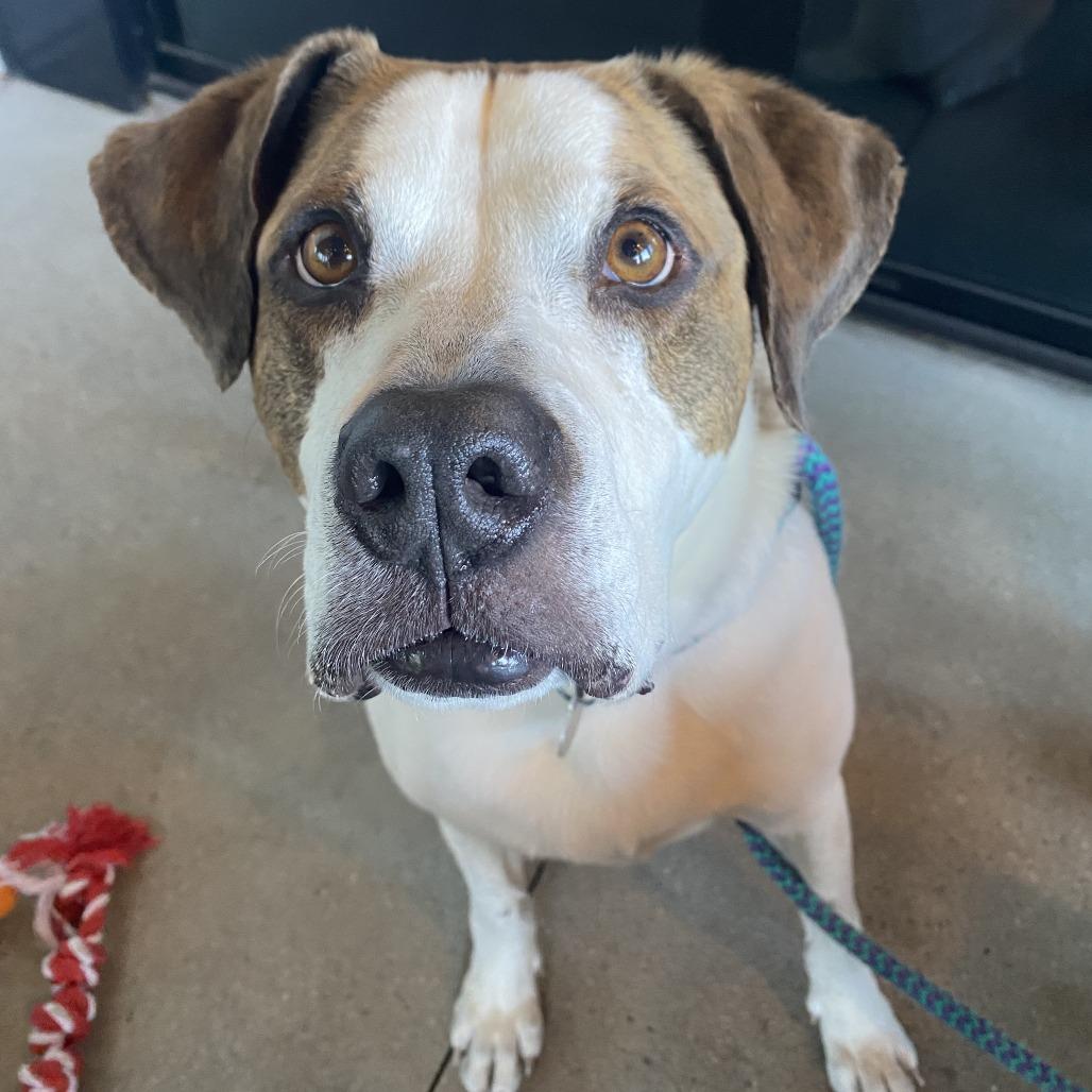 Enlarge Richard, a Adoptable mixed breed in Salt Lake City, UT image 3/6