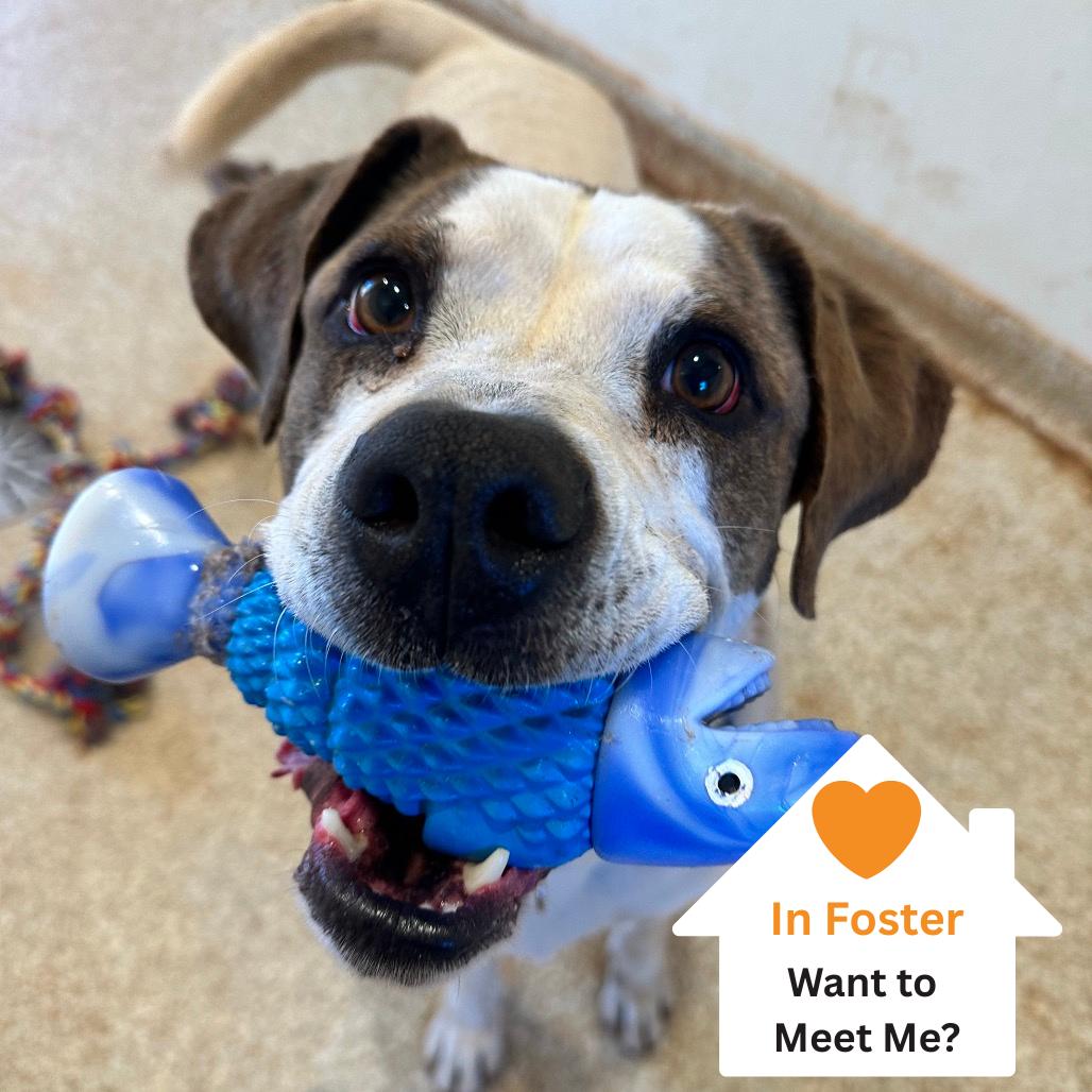 Enlarge Richard, a Adoptable mixed breed in Salt Lake City, UT image 5/6