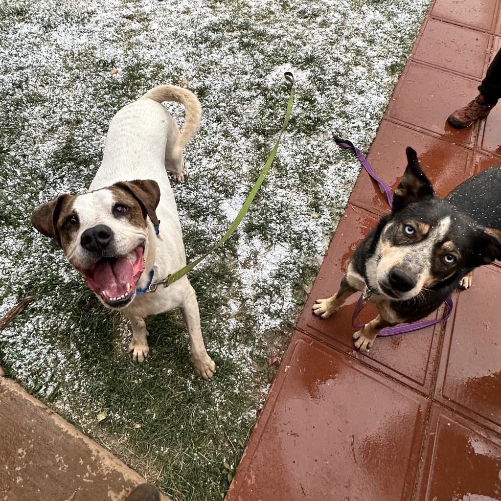 Enlarge Richard, a Adoptable mixed breed in Salt Lake City, UT image 6/6