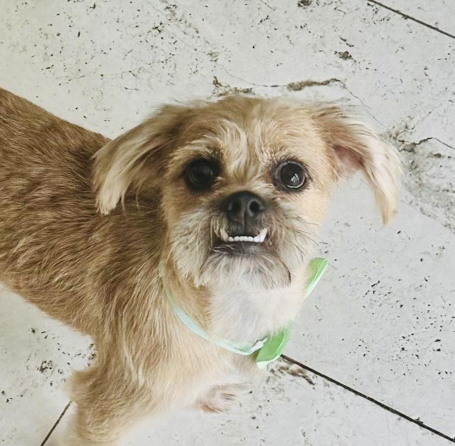 Enlarge Jagger, a Adoptable mixed breed in Coppell, TX image 1/1