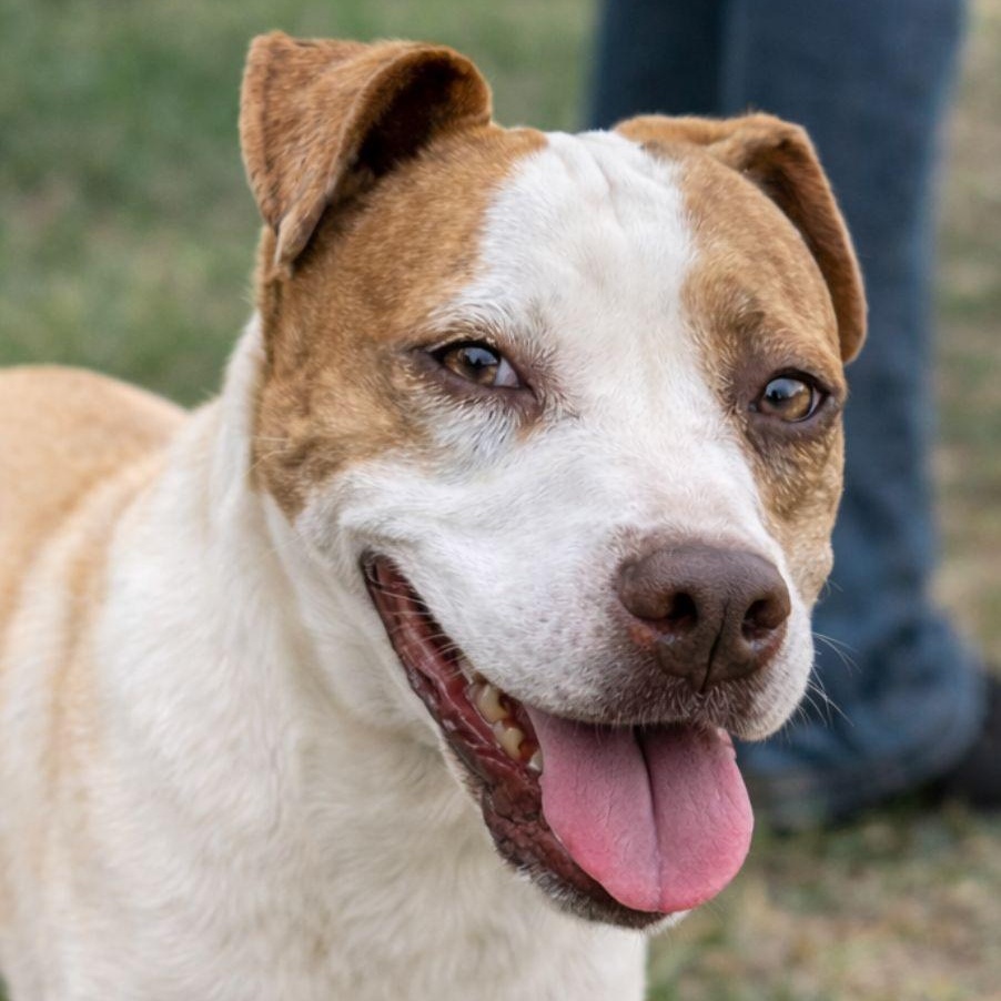 Papaya, adoptable, Adult Female Labrador Retriever & Bulldog.