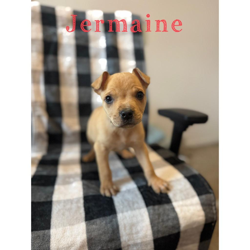 Jermaine, Adoptable, Puppy Male Mixed Breed.