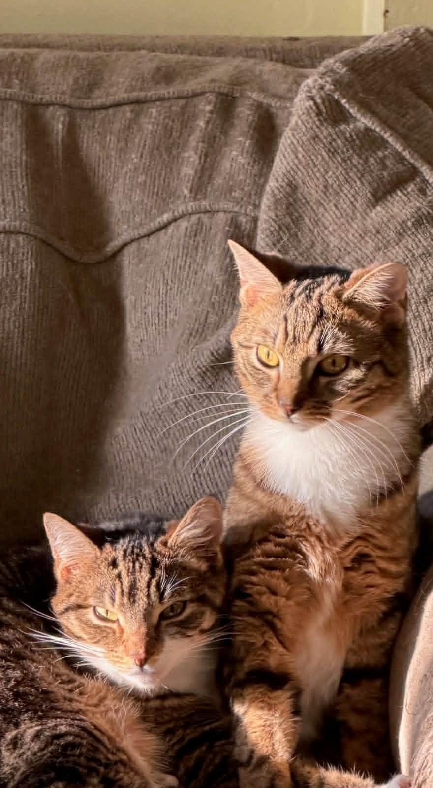 Ekans & Blastoise- BONDED PAIR, a ADOPTABLE Domestic Short Hair in Woodstock, CT image 1/3