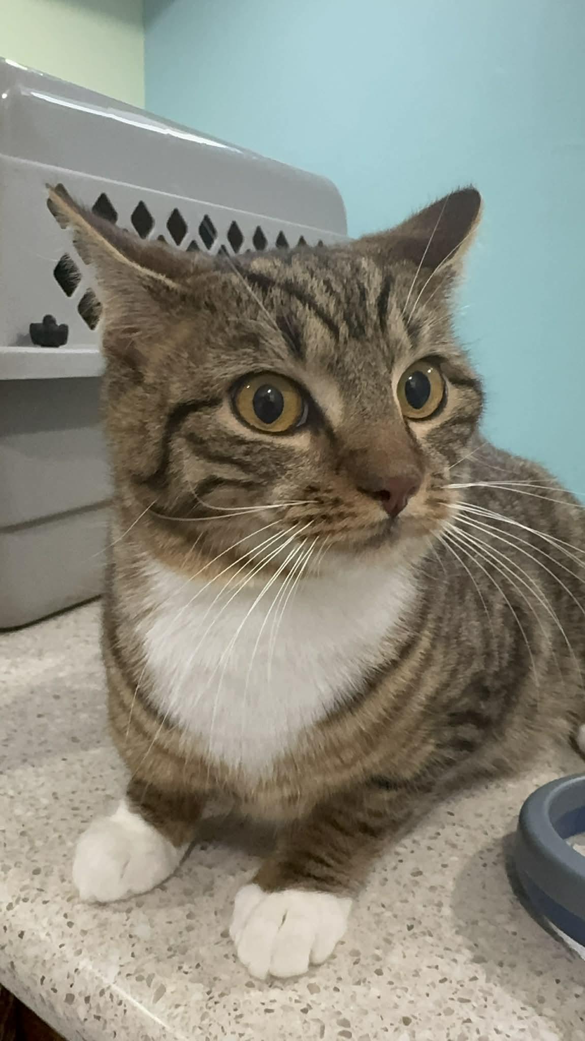 Enlarge Ekans & Blastoise- BONDED PAIR, a ADOPTABLE Domestic Short Hair in Woodstock, CT image 2/2