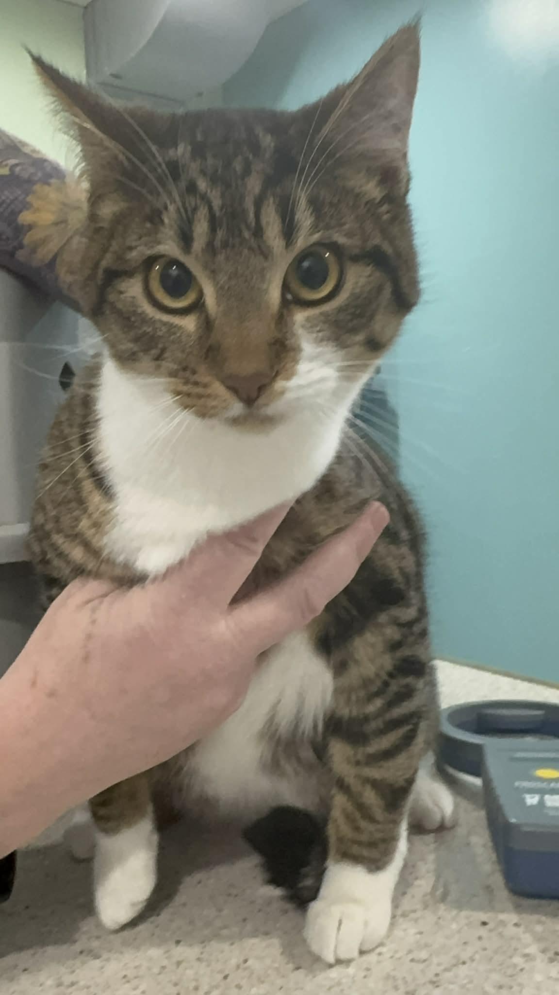 Ekans & Blastoise- BONDED PAIR, ADOPTABLE, Young Male Domestic Short Hair.
