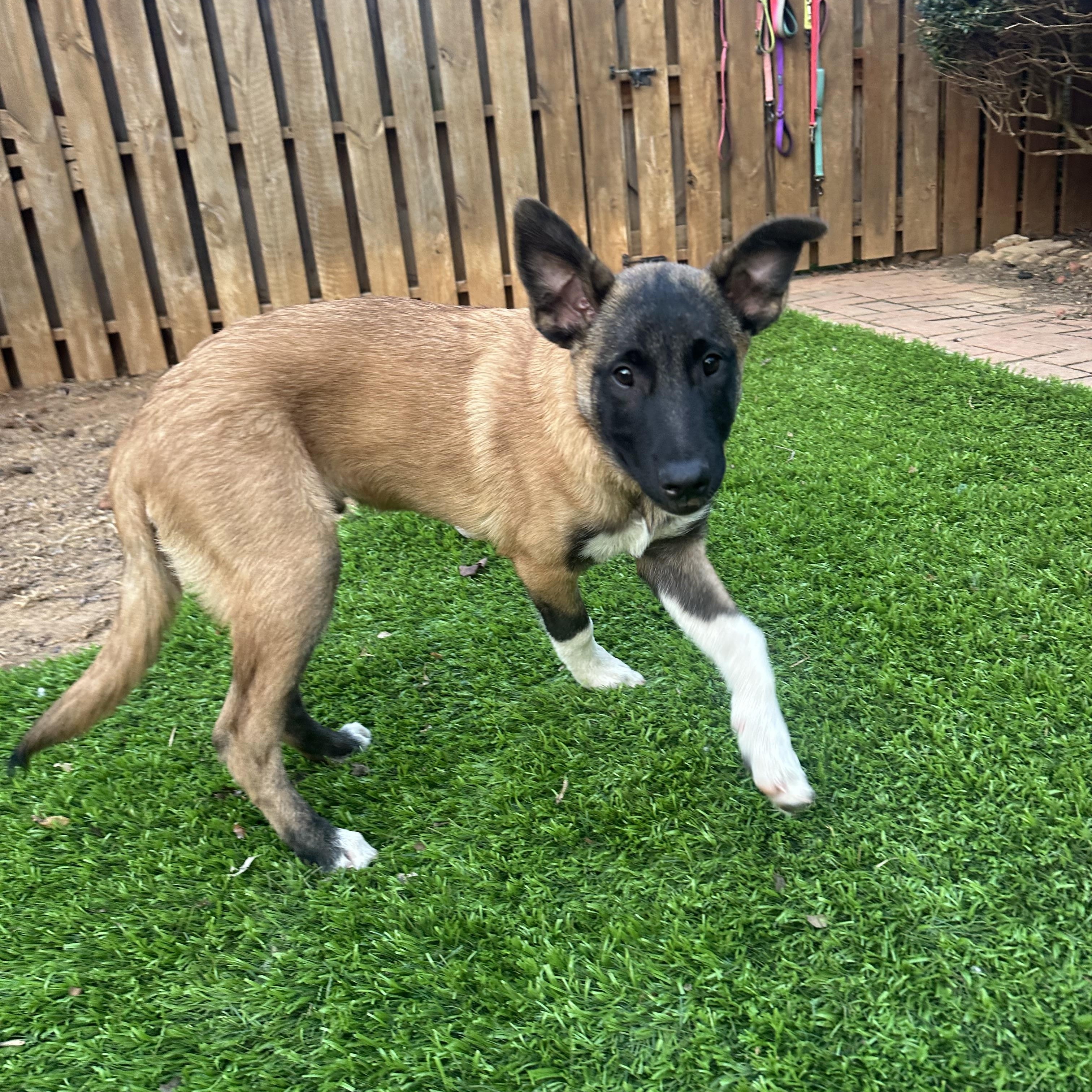 Johnny Cash , ADOPTABLE, Puppy Male Belgian Shepherd / Malinois & Anatolian Shepherd.