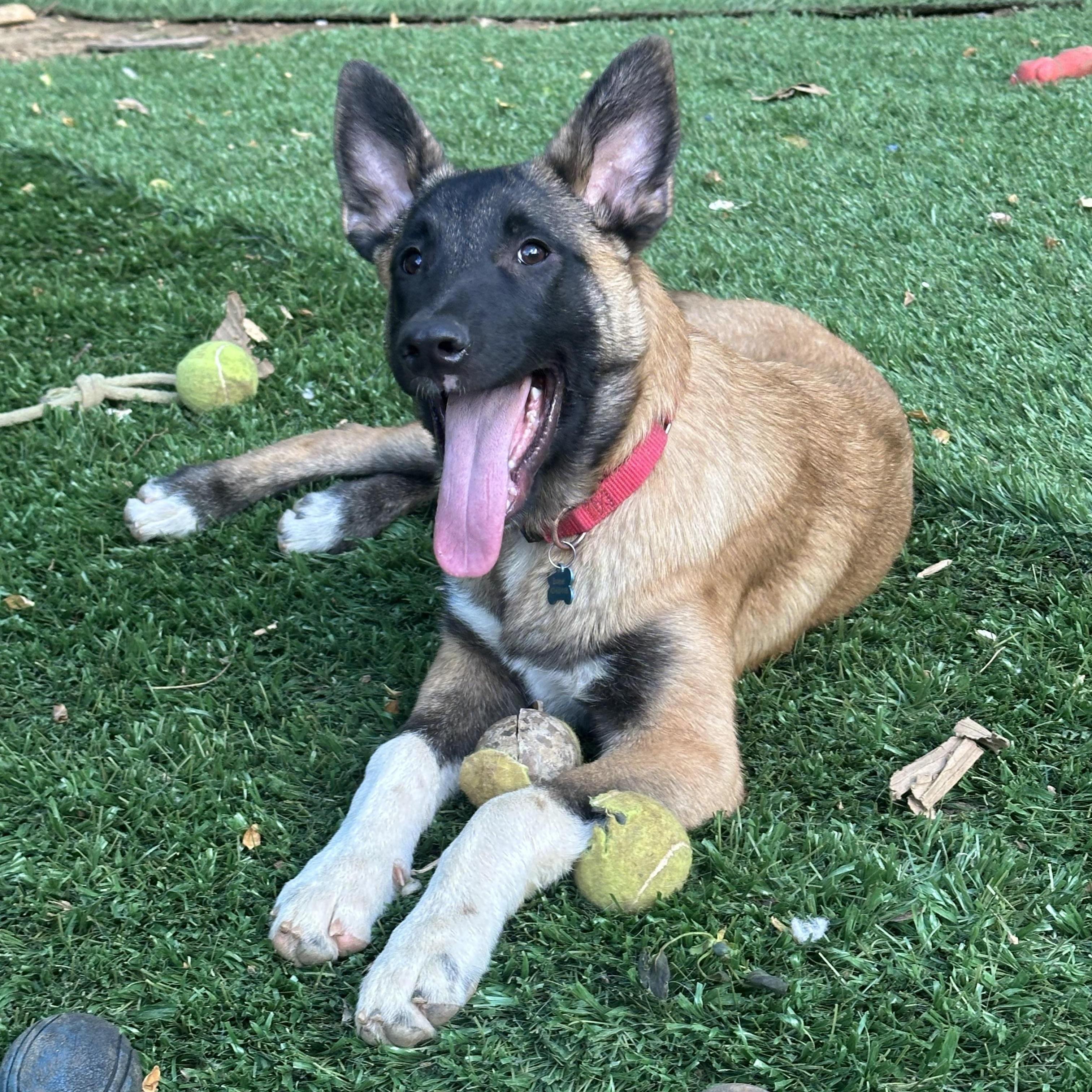 Johnny Cash , a ADOPTABLE mixed breed in Sherman, CT image 3/5