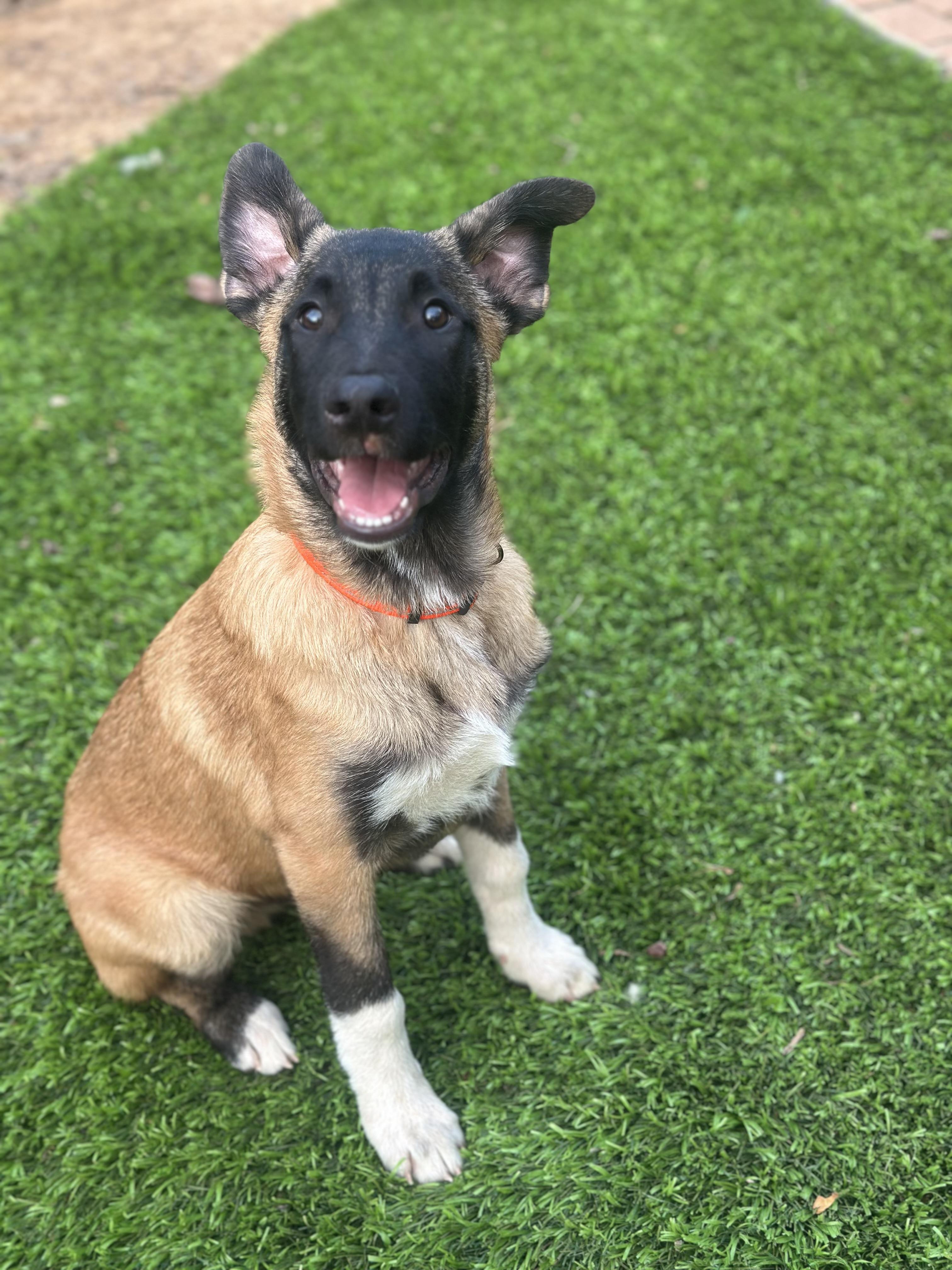 Johnny Cash , a ADOPTABLE mixed breed in Sherman, CT image 2/5