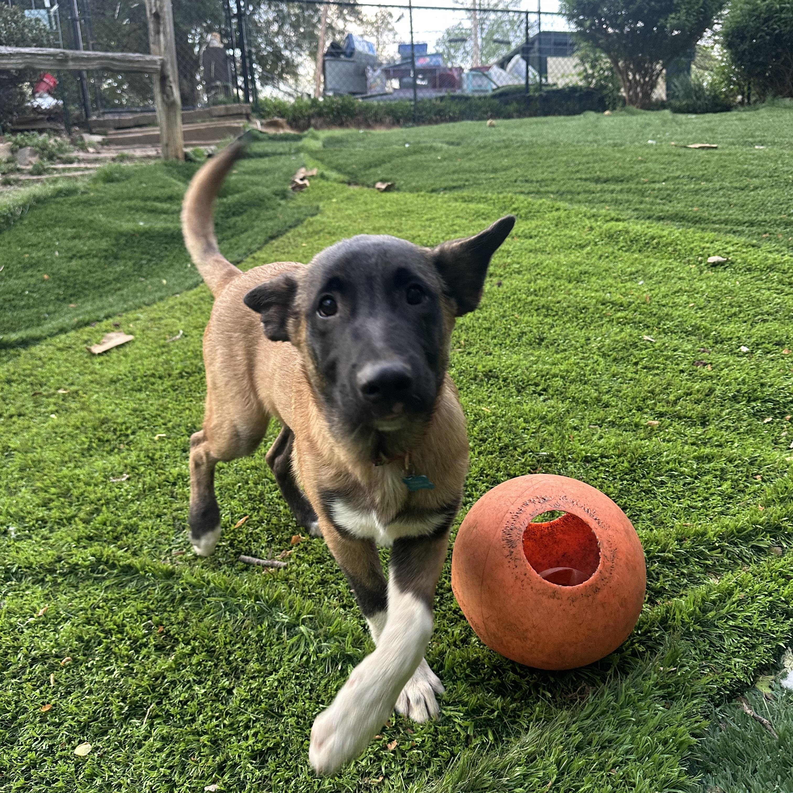 Johnny Cash , a ADOPTABLE mixed breed in Sherman, CT image 5/5