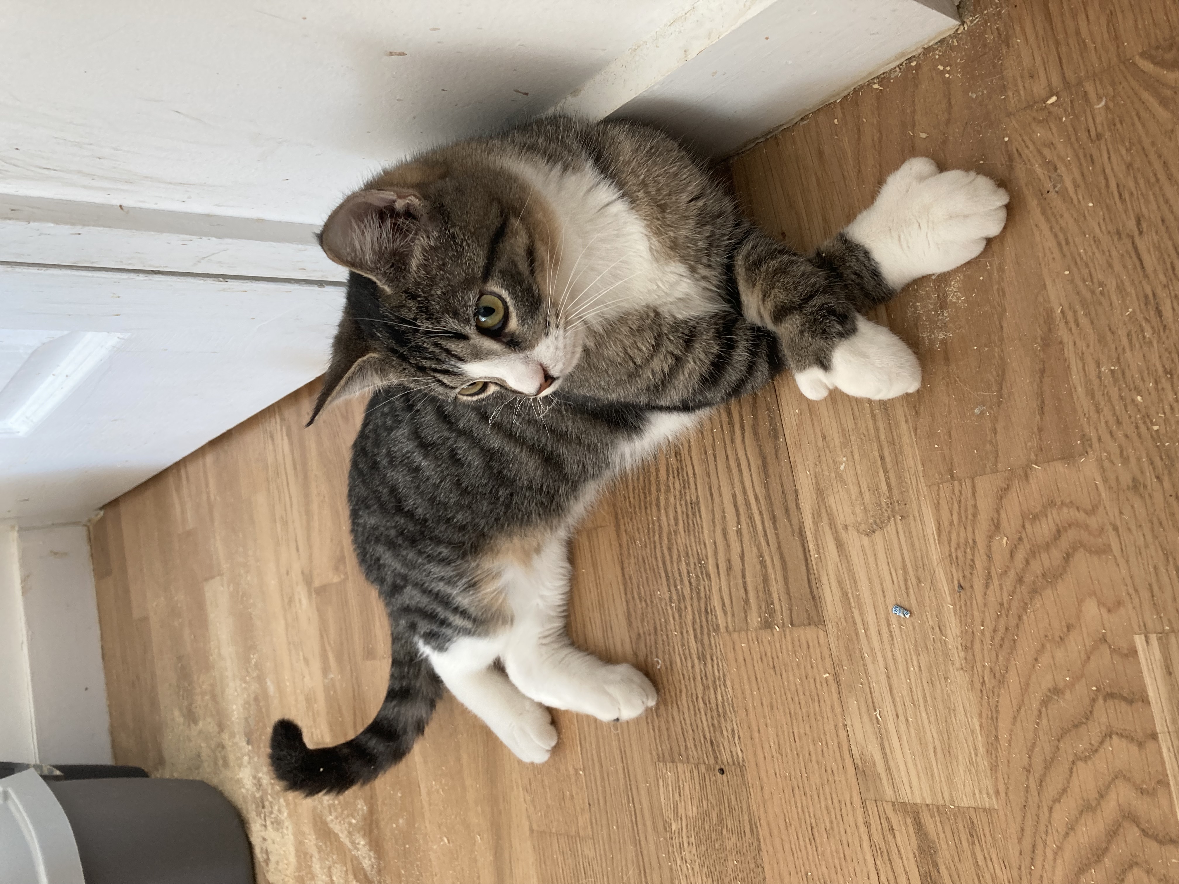 Enlarge Thumby, a Adoptable Domestic Short Hair in New York, NY image 2/5