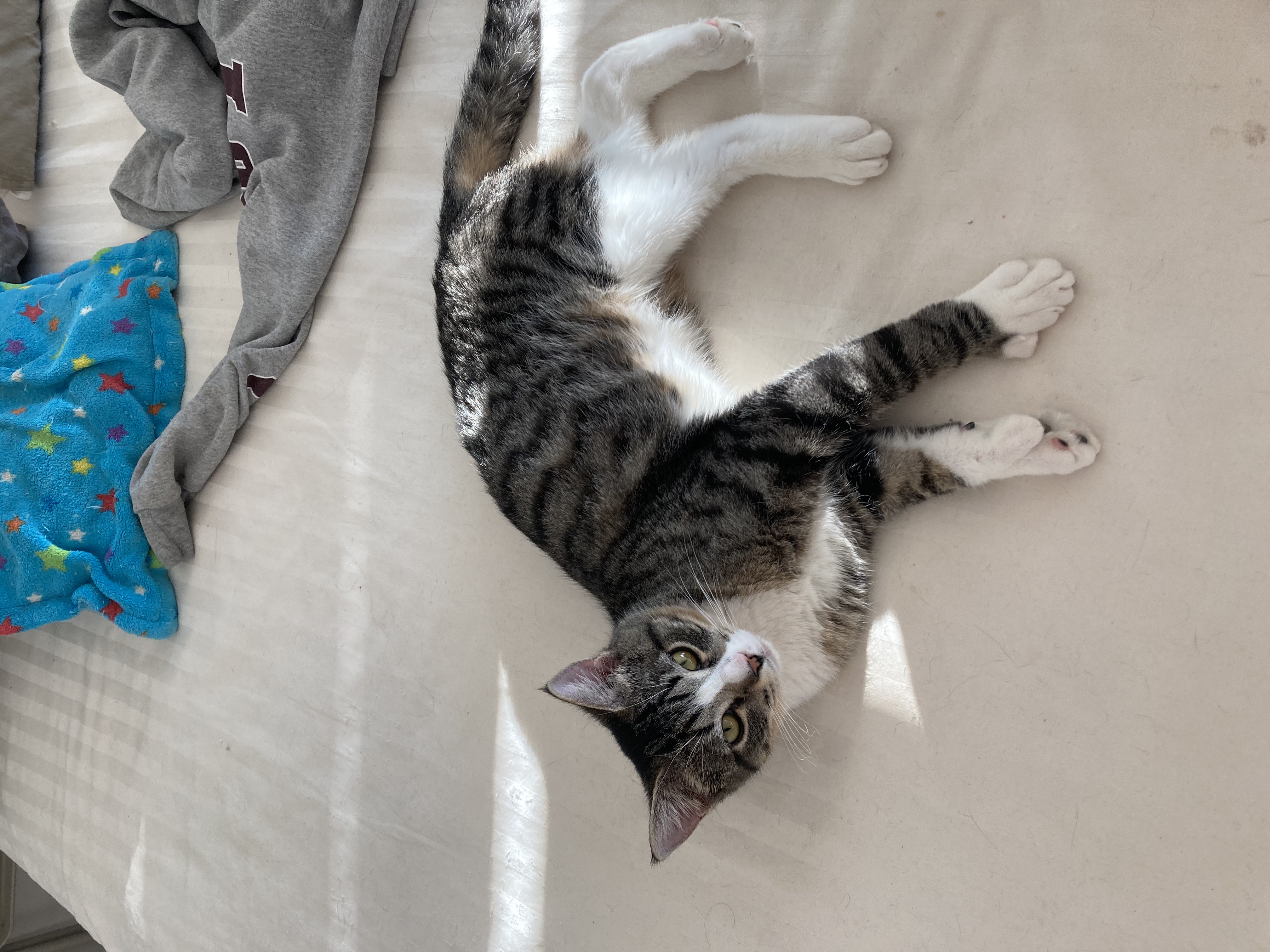 Enlarge Thumby, a Adoptable Domestic Short Hair in New York, NY image 3/5