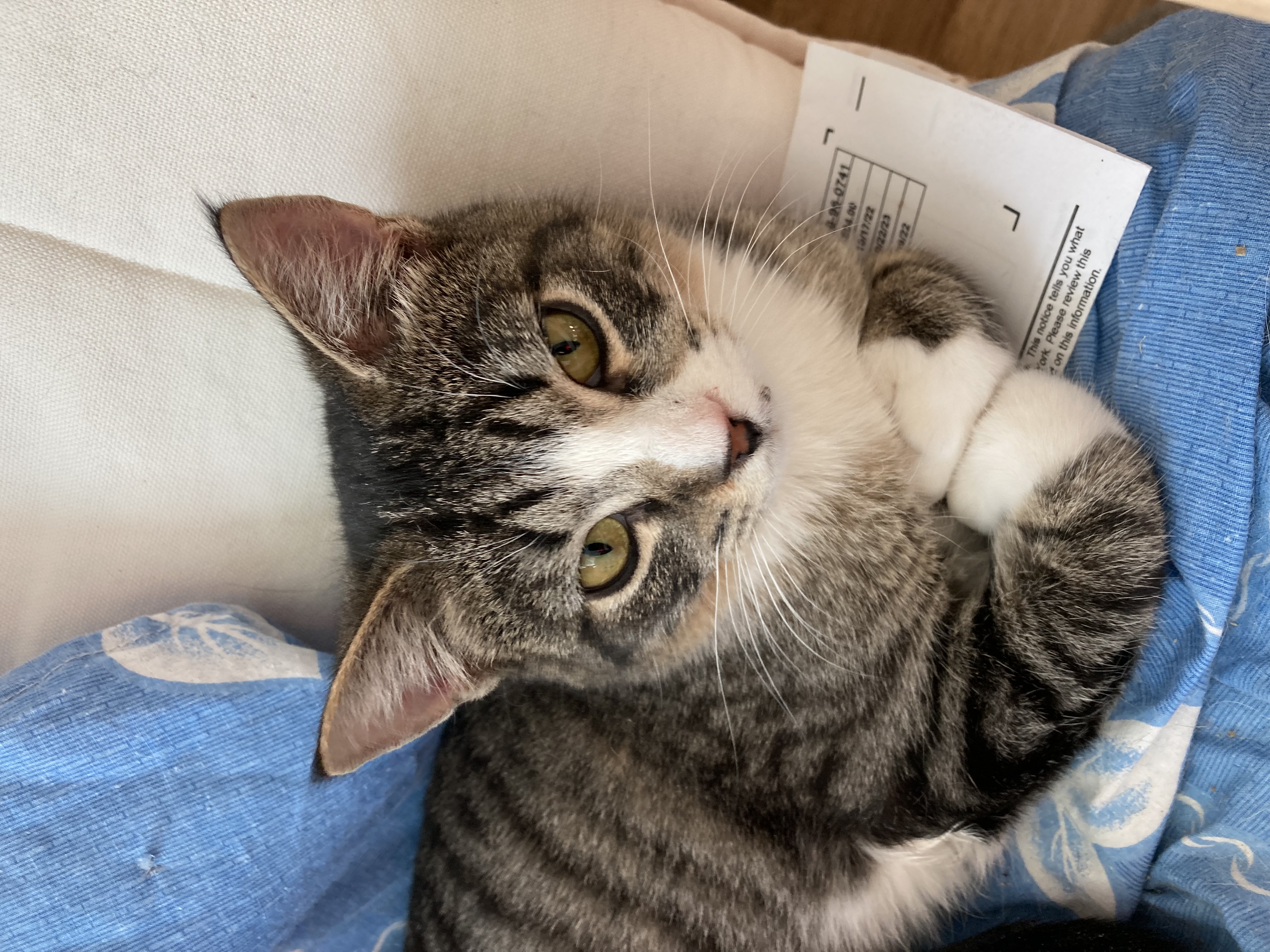 Enlarge Thumby, a Adoptable Domestic Short Hair in New York, NY image 5/5