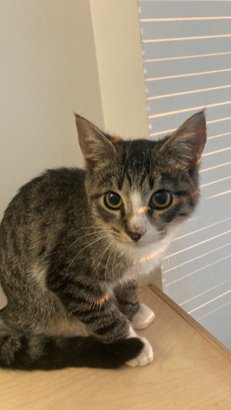 Enlarge Thumby, a Adoptable Domestic Short Hair in New York, NY image 4/5
