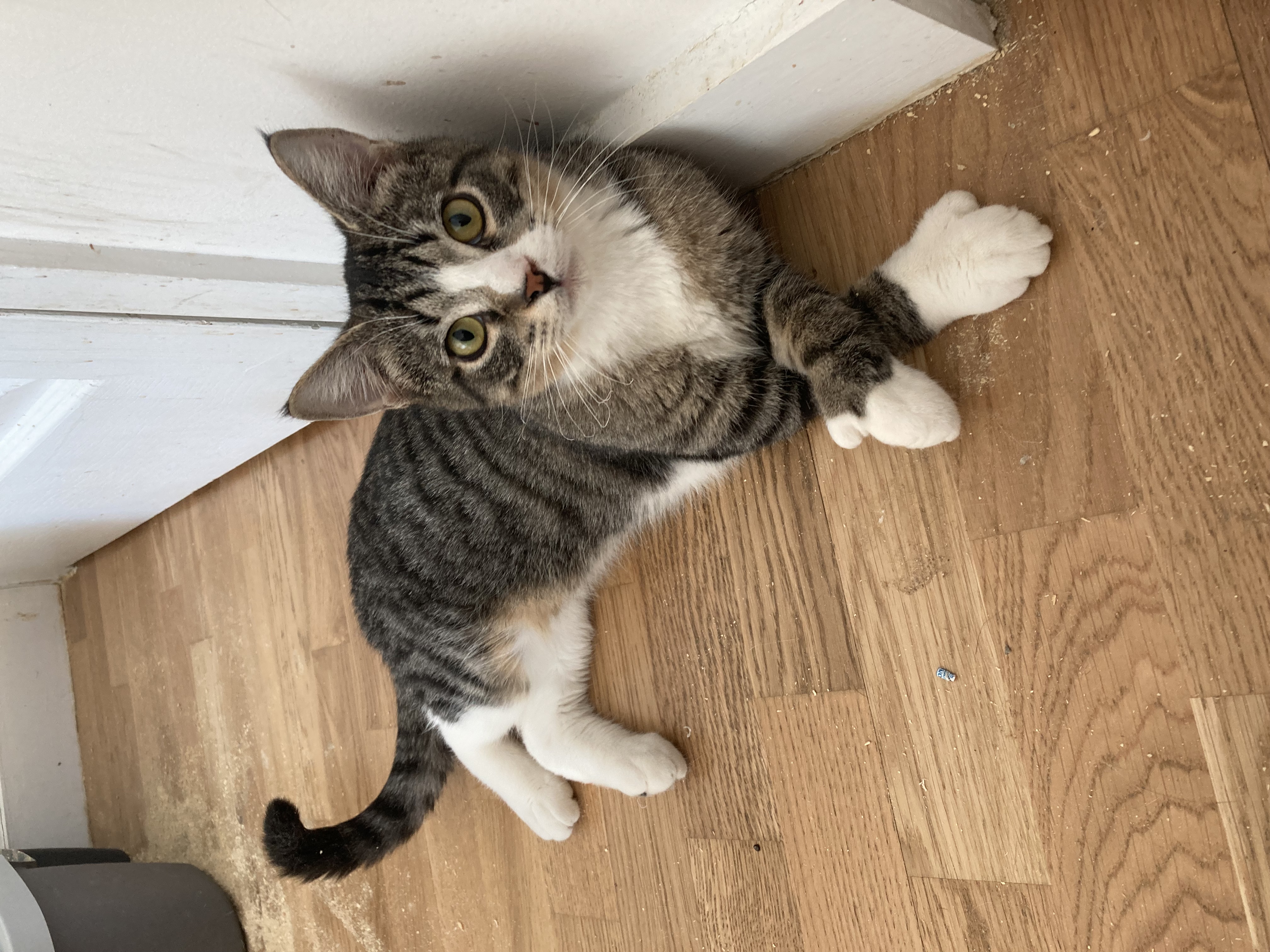 Enlarge Thumby, a Adoptable Domestic Short Hair in New York, NY image 1/5