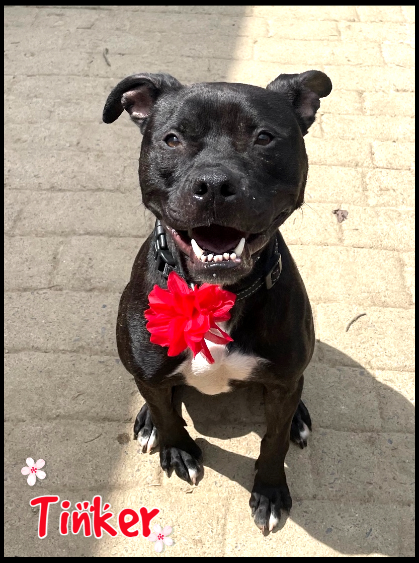 Dog for adoption Tinker, a Staffordshire Bull Terrier Mix in