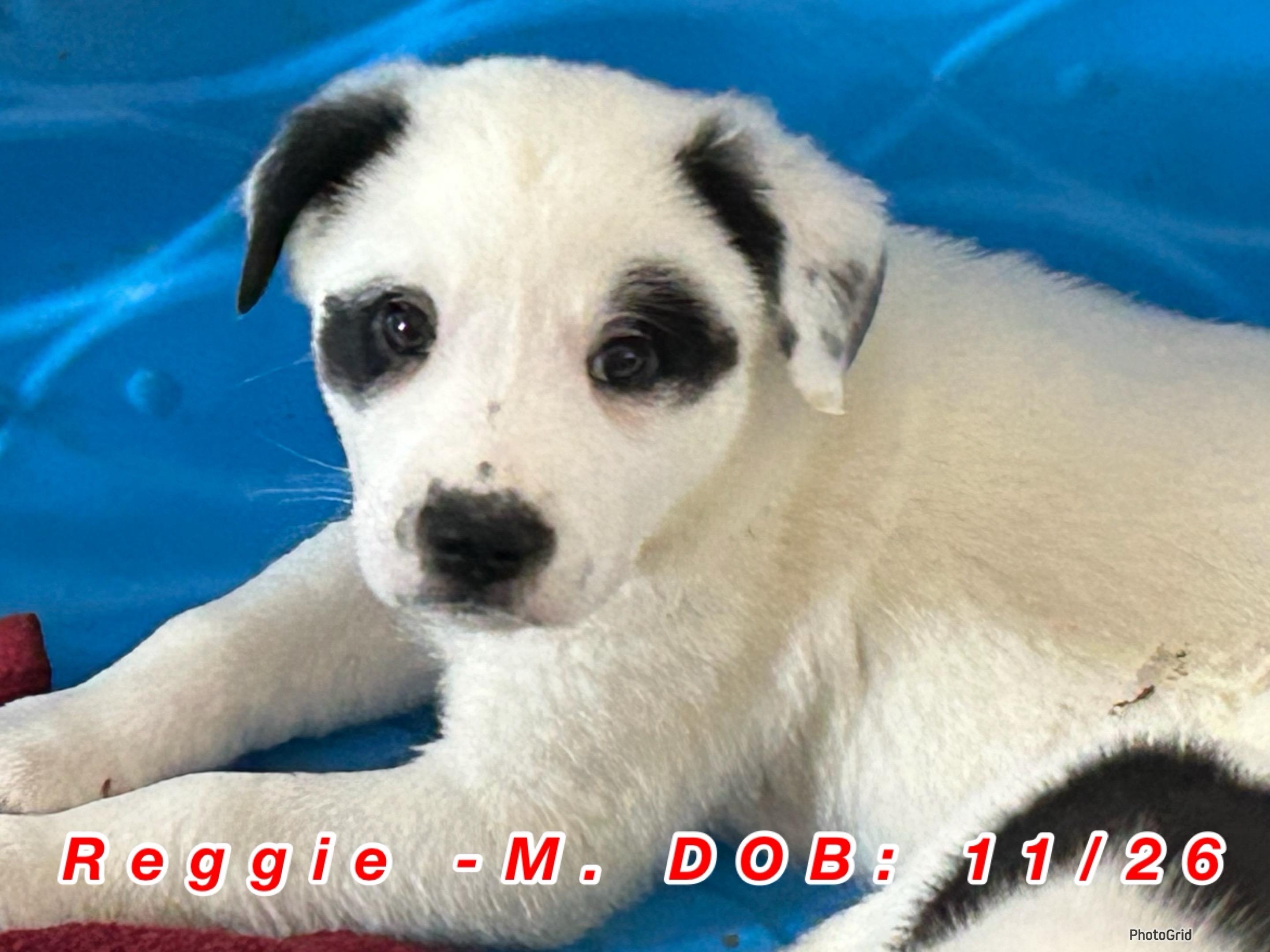 Reggie, ADOPTABLE, Puppy Male Collie & Yellow Labrador Retriever.