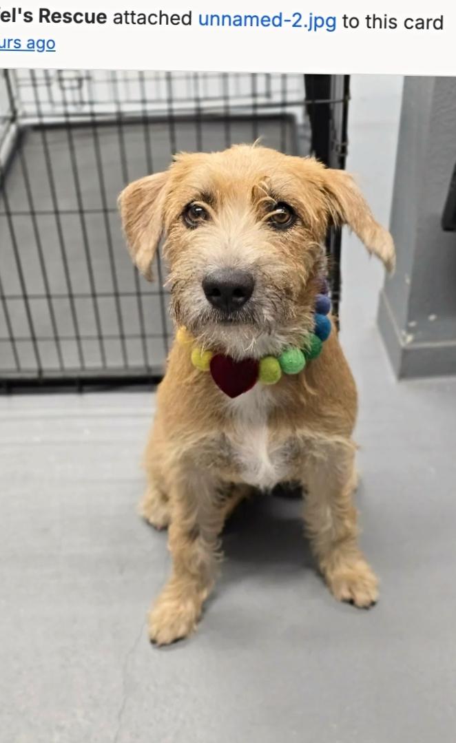 Latte, an adopted mixed breed in Boulder, CO image 2/2